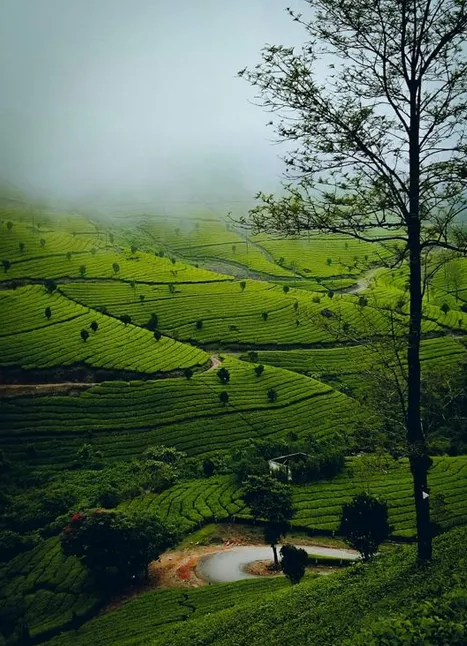 munnar picture